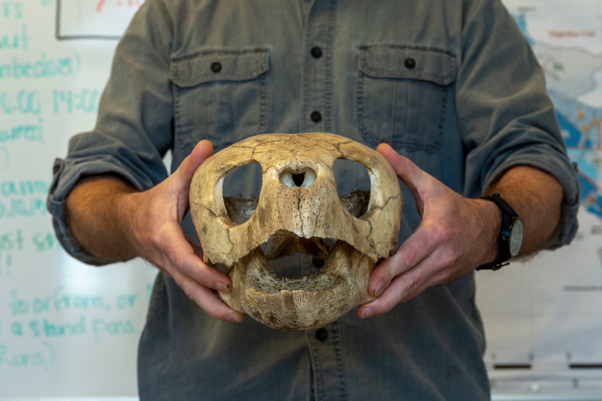 Man holding a turtle skull