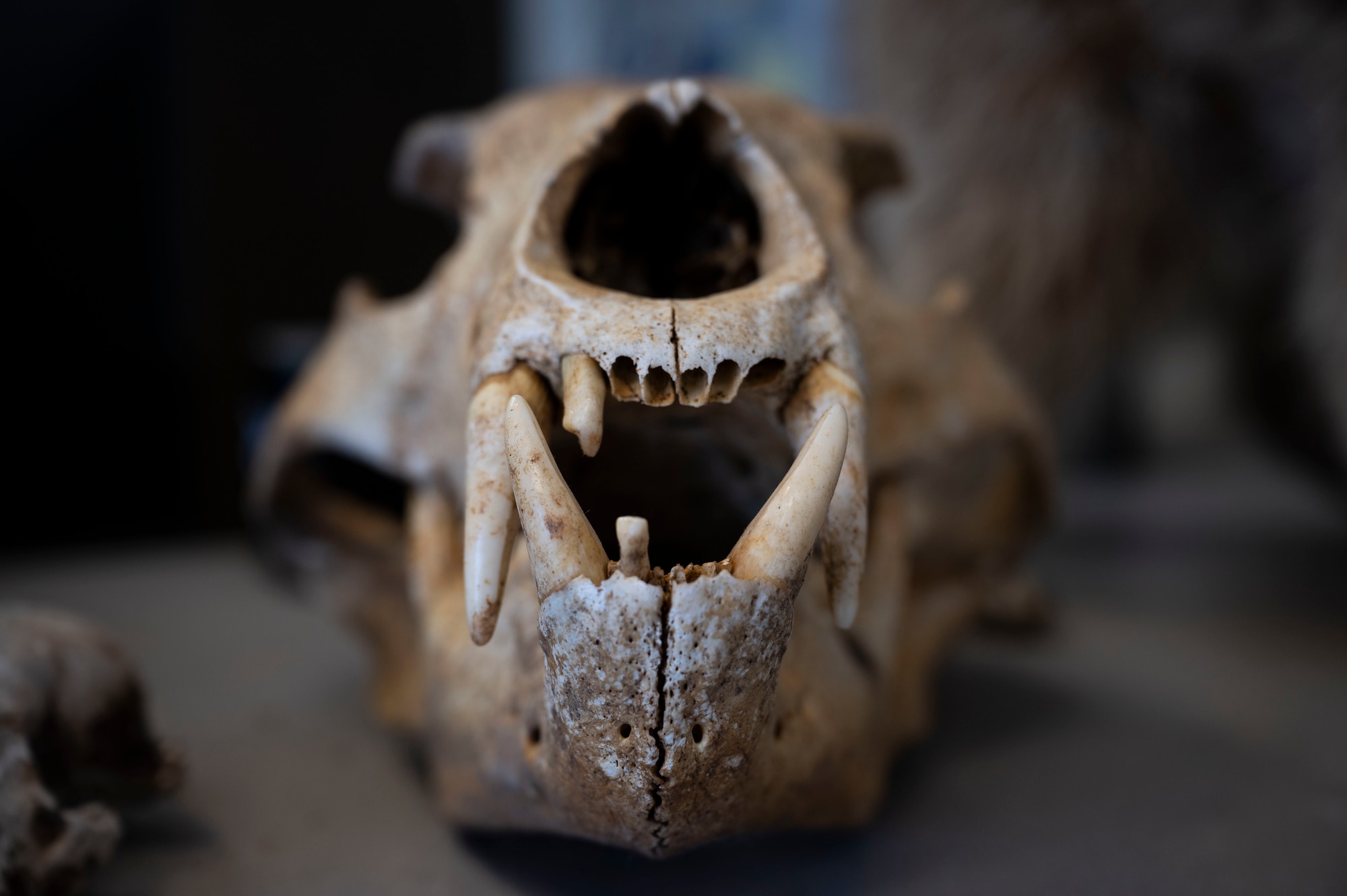 Bear skull