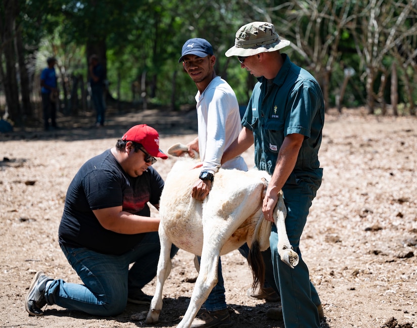 JTF-Bravo vaccinates cattle during VETRETE