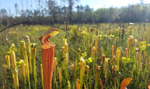 Hydrophytic vegetation, or wetland vegetation, are those communities of plants occurring in areas that are inundated or saturated long enough to influence the plants’ occurrence. Hydrophytic vegetation is one of three factors addressed using the Automated Wetland Determination Data Sheets during the collection and analysis of wetland delineations across the nation. (U.S. Army Corps of Engineers photo)