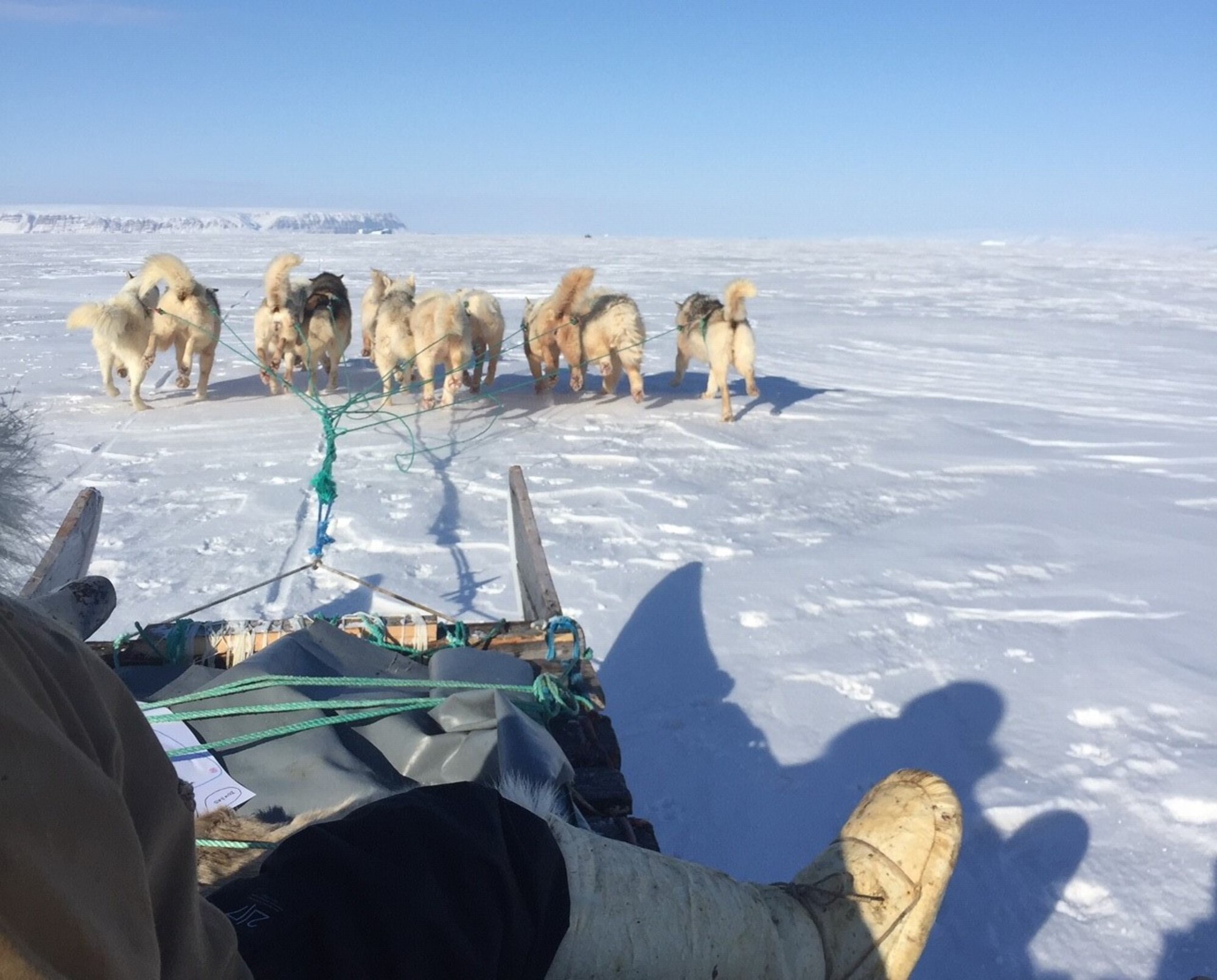 Dogs competing in dog sled race