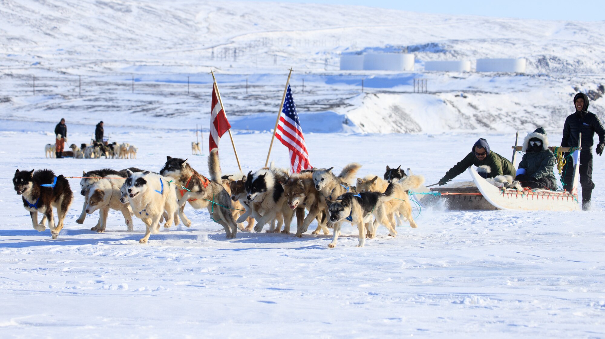 Dogs competing in a dog sledding race