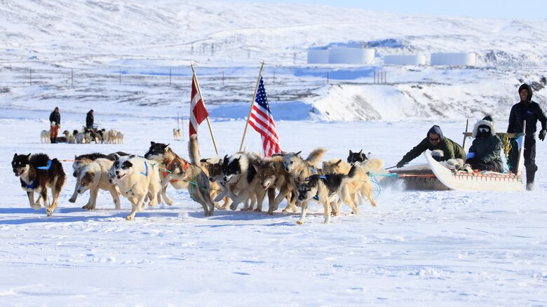 Dogs competing in a dog sledding race