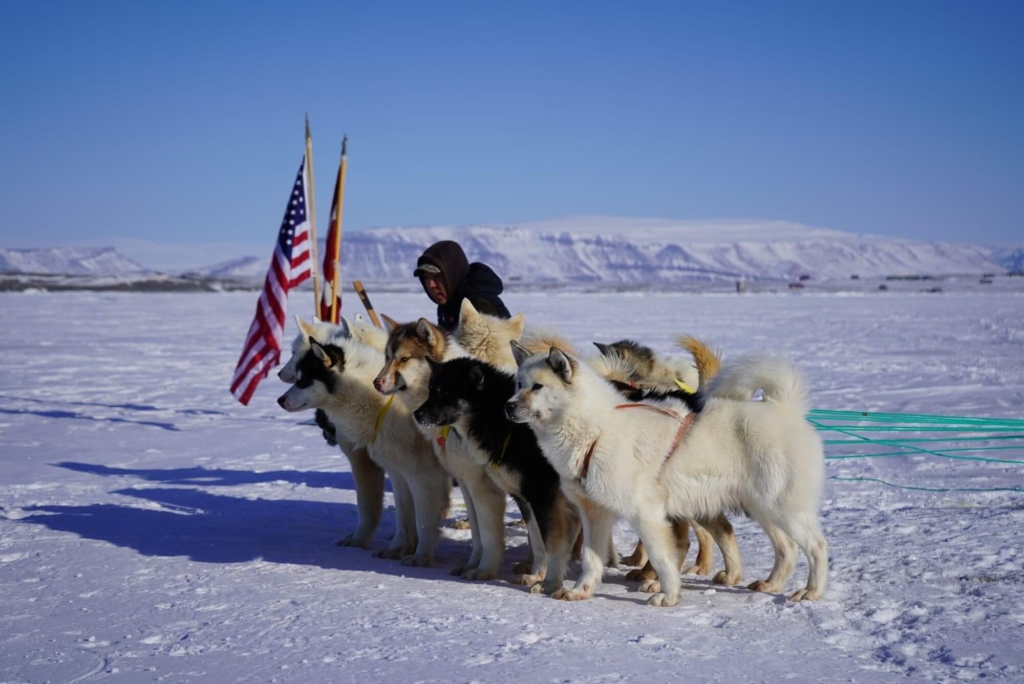 A Greenland local prepares his dogs for a dog sledding race