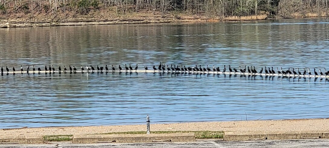 Cormorants on the Smith Ridge Beach swim line at Green River Lake | Photo of the Week | By Steve Turner