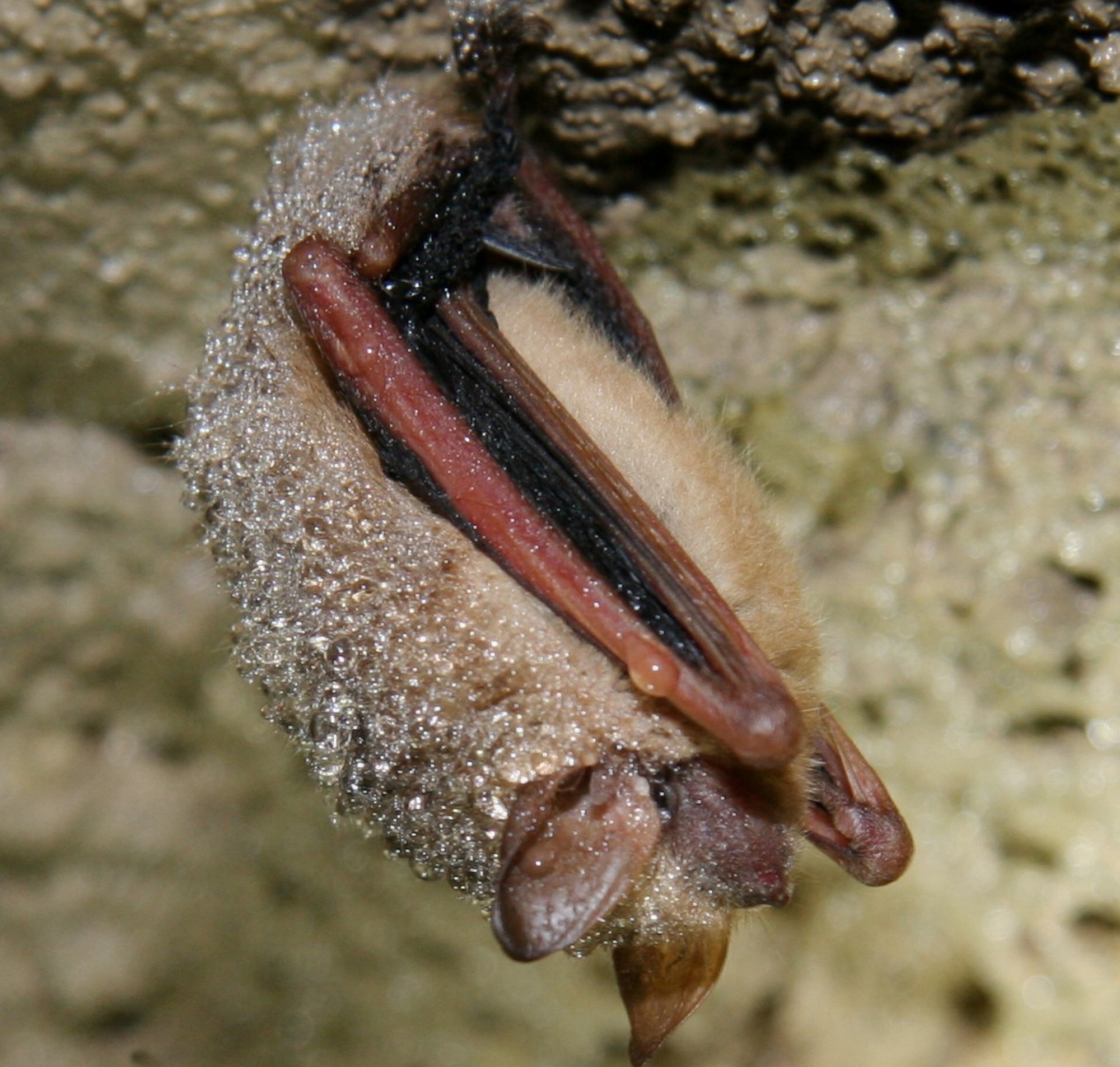 Tricolored bats can often be seen with a layer of condensation when hibernating in caves. They spend summer in trees at Arnold Air Force Base. (U.S. Air Force photo by John Lamb)