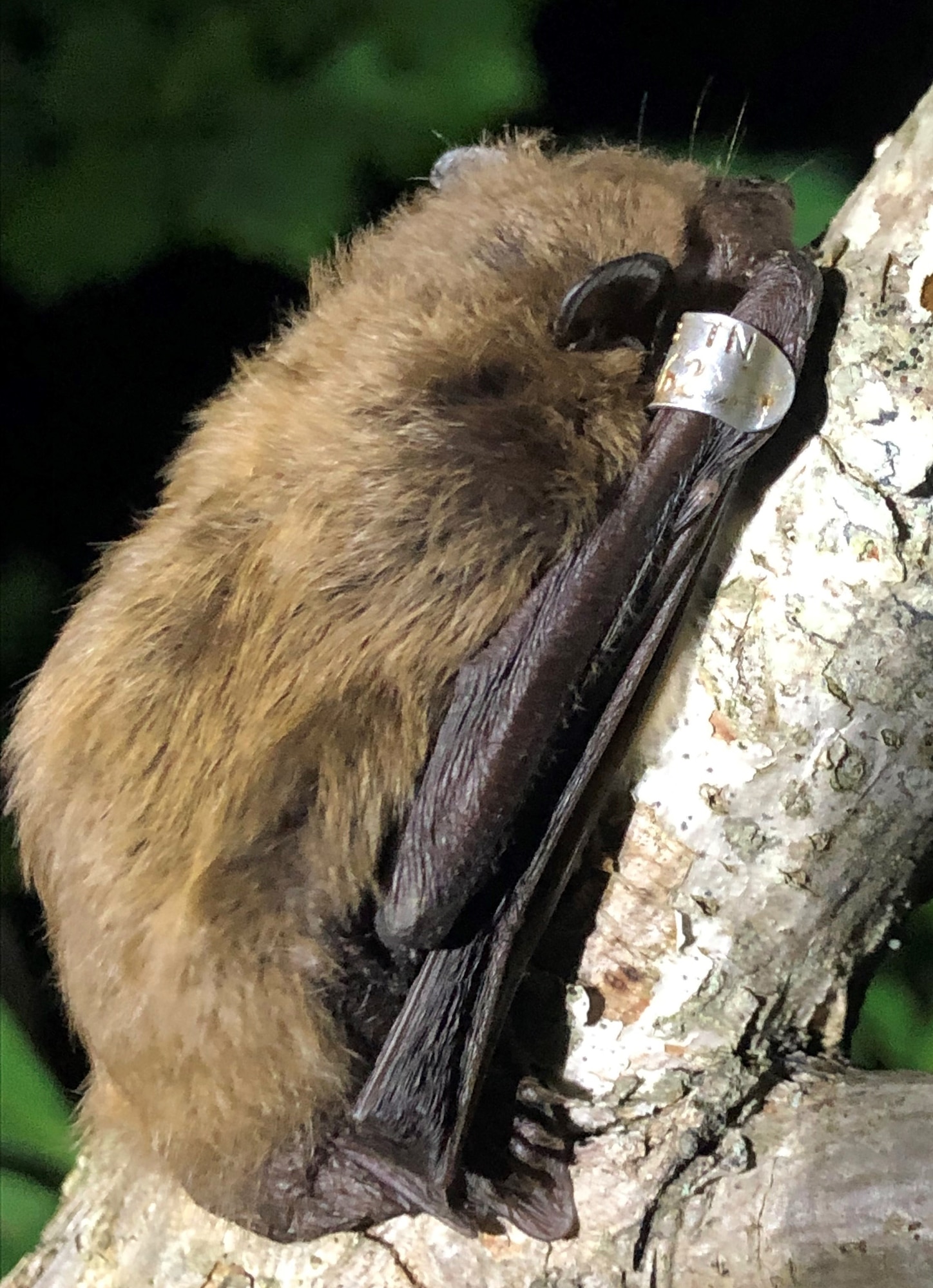 Evening bats spend all year in forests and never enter caves. This individual was recaptured at the same location on base two years after being banded. (U.S. Air Force photo by John Lamb)
