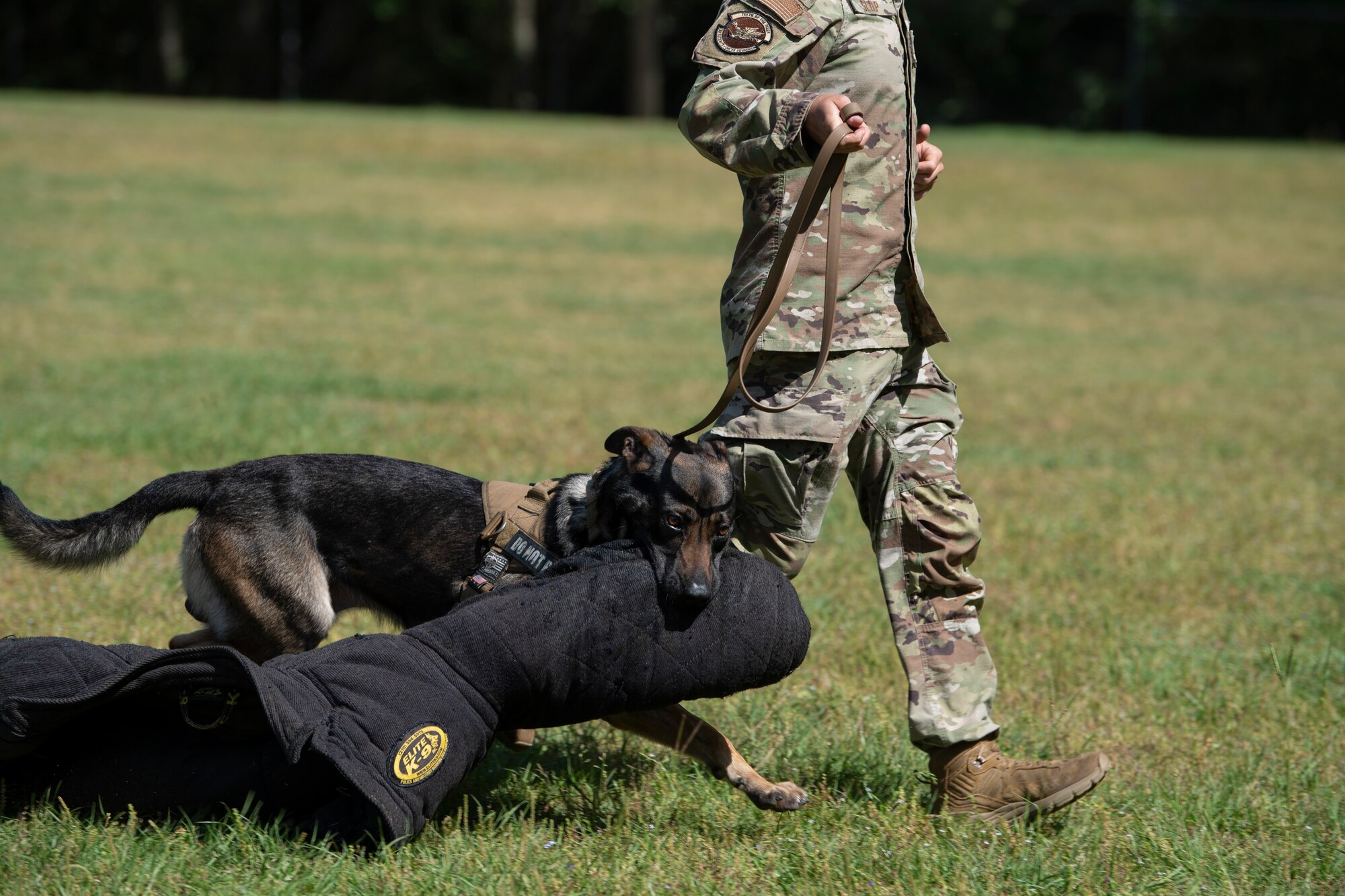 A photo of a dog carrying a bite suit in its mouth as his owner walks him with his leash.