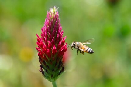 A honeybee flies towards a flower.