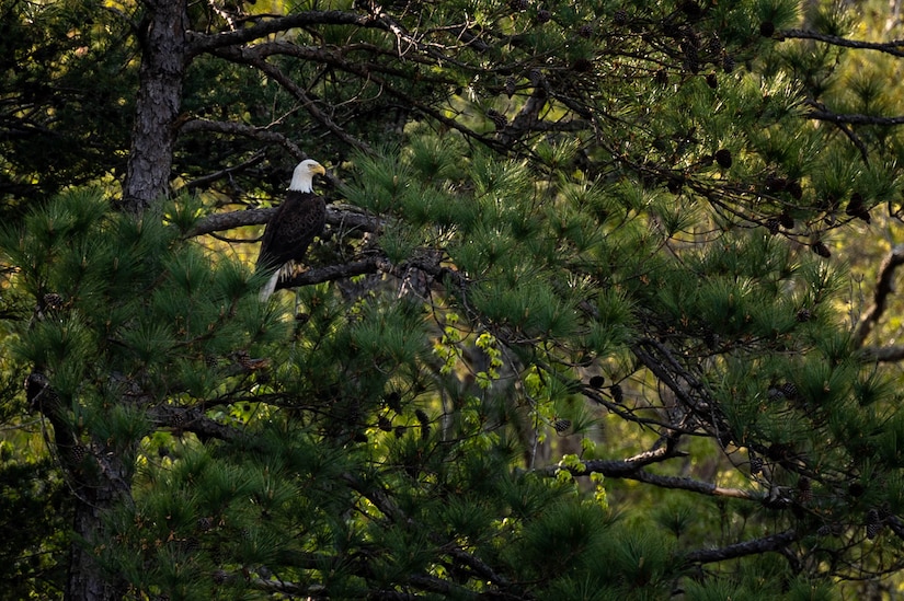 A Bald Eagle sits on a tree.