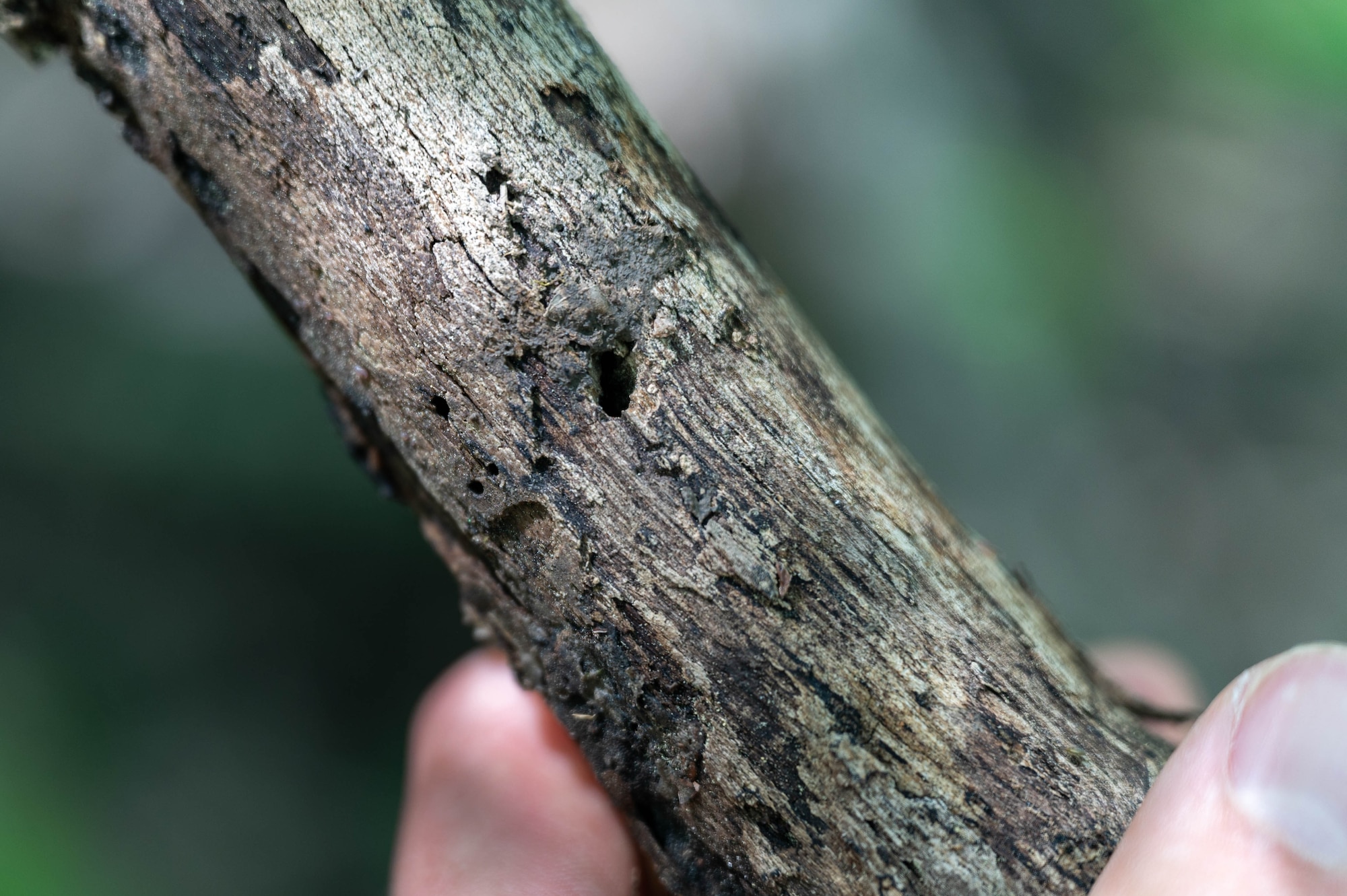 A fallen Pumpkin Ash tree branch shows a boring hole left by an Emerald Ash Borer Beetle larvae near Bethel Reservoir, Newport News, Virginia, April 20, 2022. The presence of Emerald Ash Borers can be distinguished by their signature D-shaped boring holes. (U.S. Air Force photo by Staff Sgt. Gabriel Macdonald)