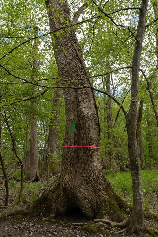 An old-growth Pumpkin Ash tree is marked with pink ribbon in Newport News, Virginia, April 20, 2022. Environmental specialists from the 633d Civil Engineer Squadron are racing to preserve local Pumpkin Ash trees being threatened by the invasive Emerald Ash Borer Beetle. (U.S. Air Force photo by Staff Sgt. Gabriel Macdonald)