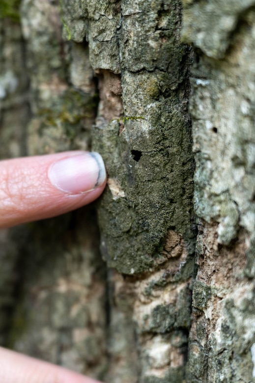 Cecilia Boyd, 633d Civil Engineer Squadron environmental specialist, points to a hole left by an Emerald Ash Borer Beetle near Bethel Reservoir, Newport News, Virginia, April 20, 2022. The presence of Emerald Ash Borers can be distinguished by their signature D-shaped boring holes. (U.S. Air Force photo by Staff Sgt. Gabriel Macdonald)