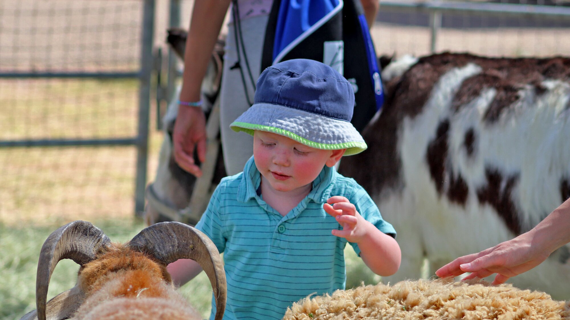 A photo of a child trying to pet a goat.