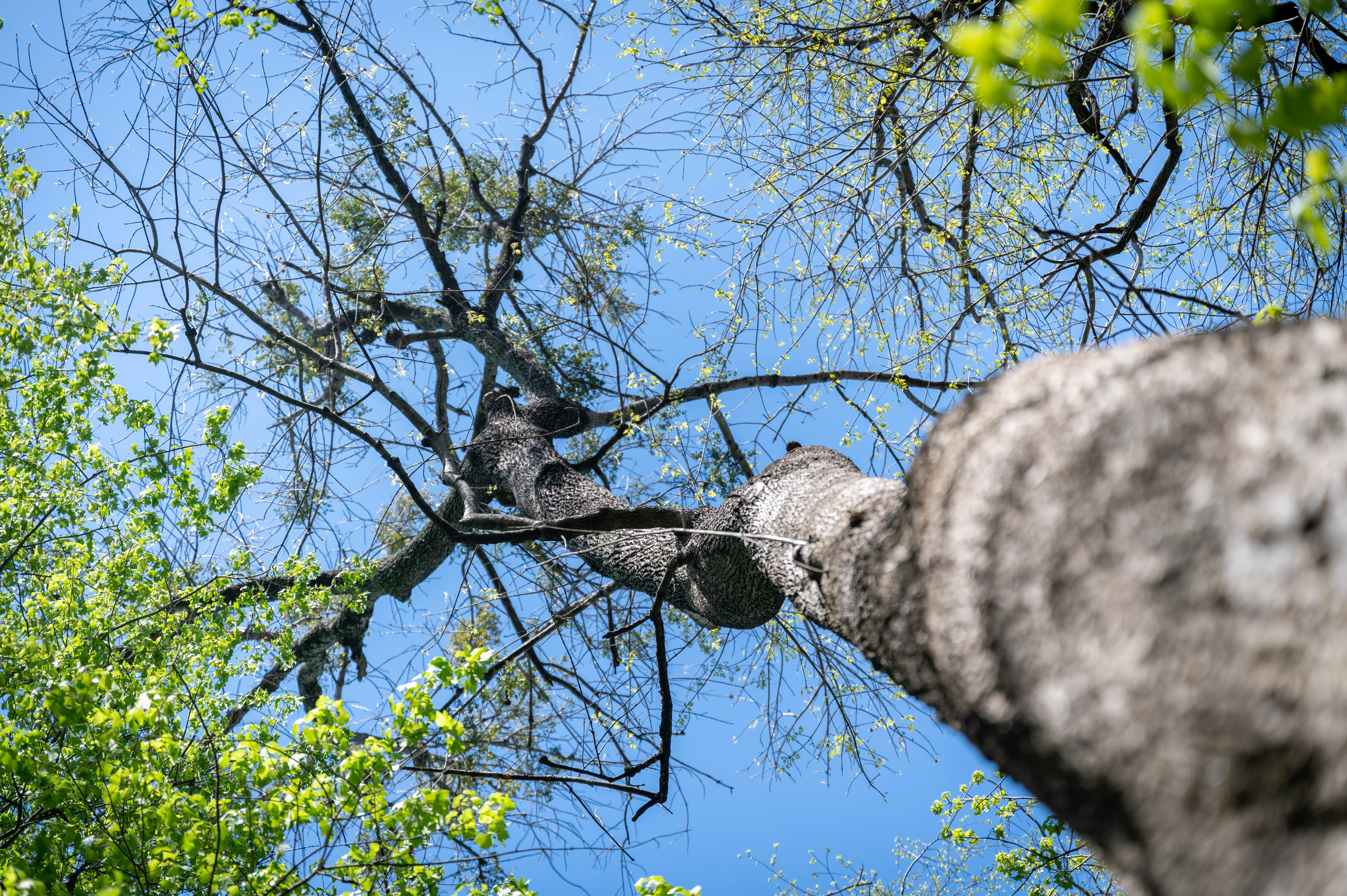 The crown of the largest specimen of Pumpkin Ash tree in the state is seen near Bethel Reservoir, Newport News, Virginia, April 20, 2022. This site, owned by Joint Base Langley-Eustis Langley, hosts the three largest Pumpkin Ash trees recorded in the state, with the tallest reaching over 111 feet. (U.S. Air Force photo by Staff Sgt. Gabriel Macdonald)