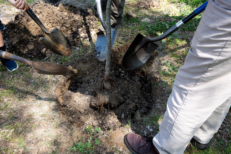 Individuals plant a tree.