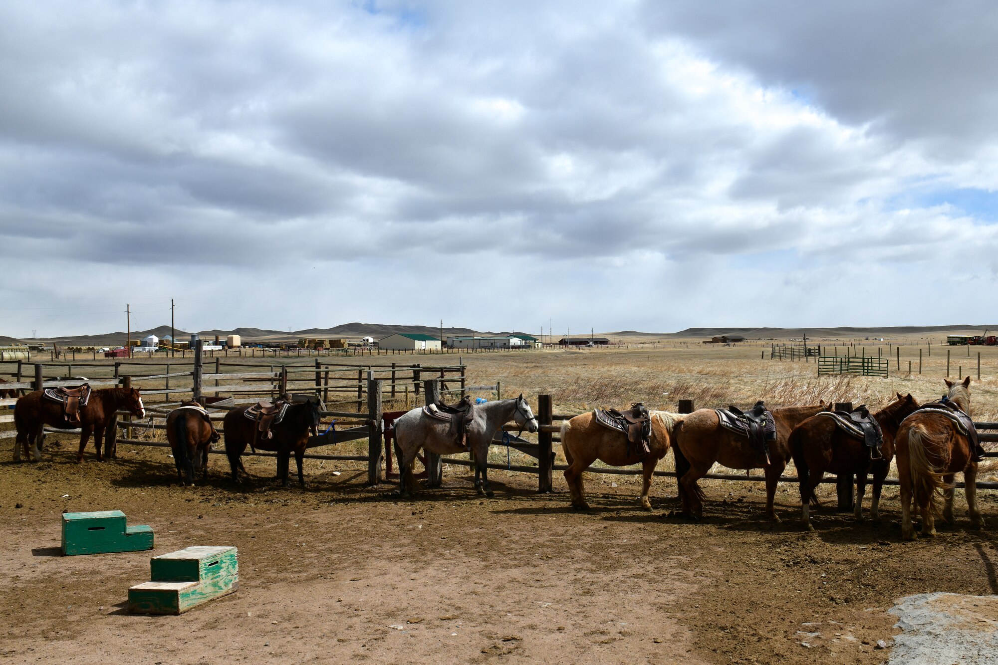 Horses are in a line