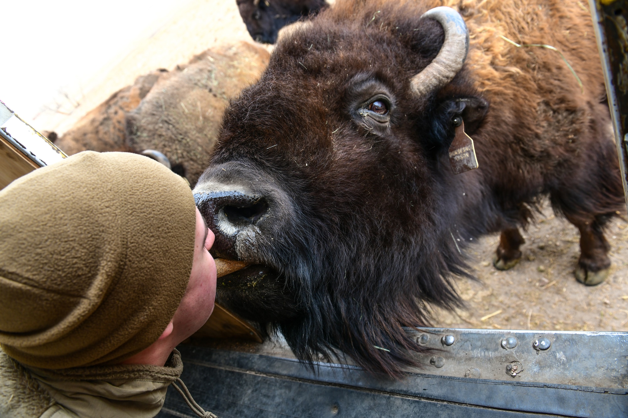 a person feeds a bison.