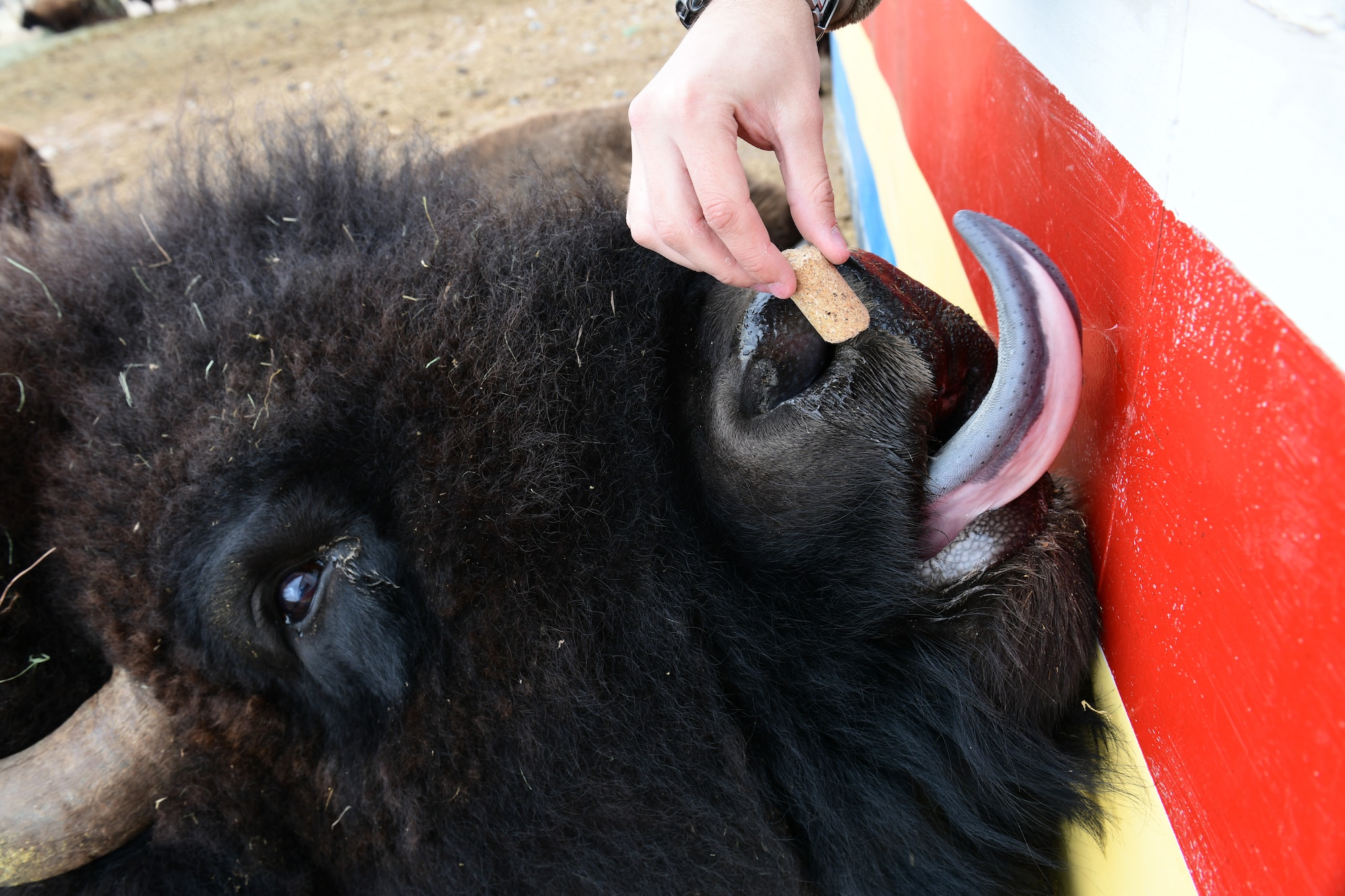 a person feeds a bison.