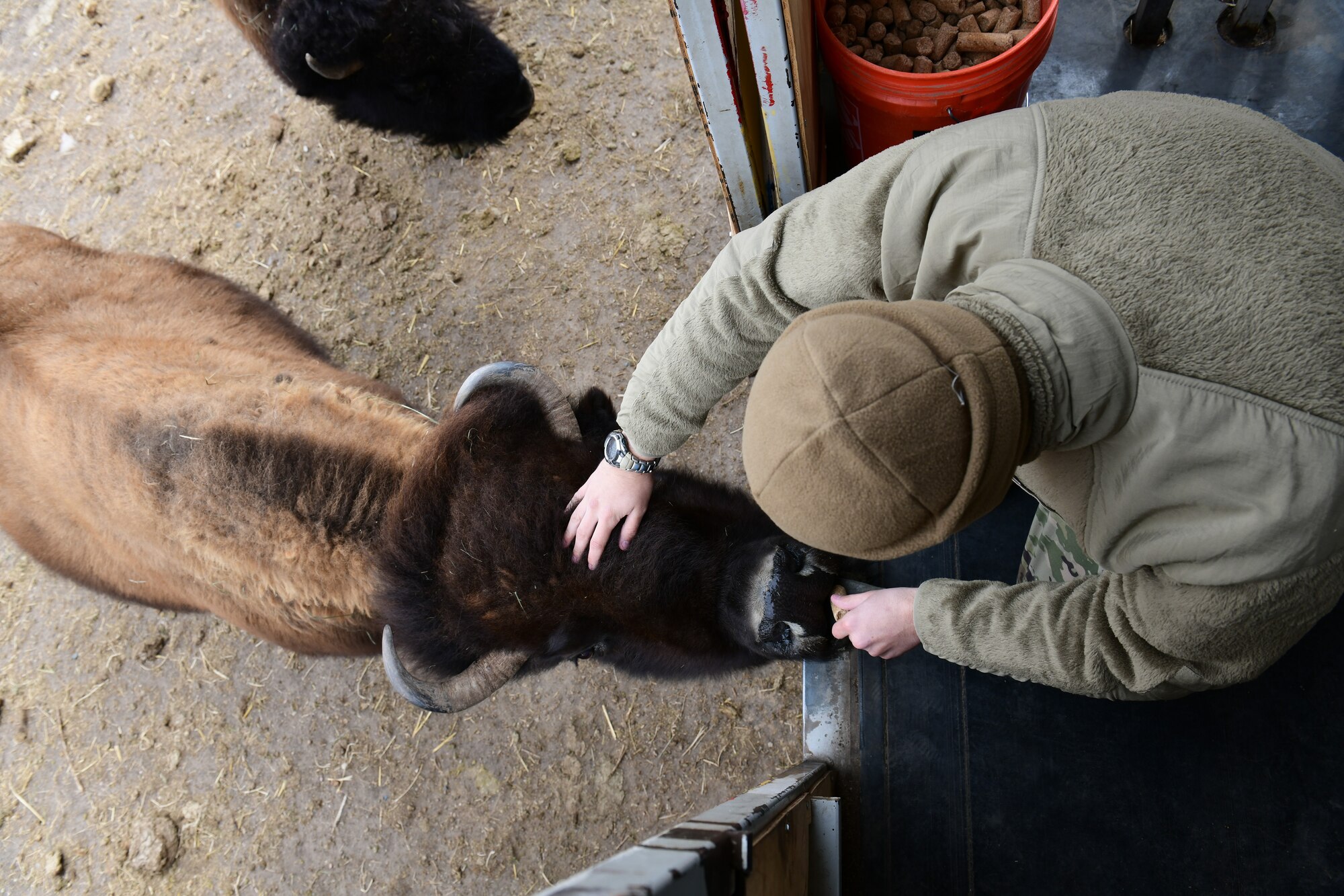 a person pets a bison.
