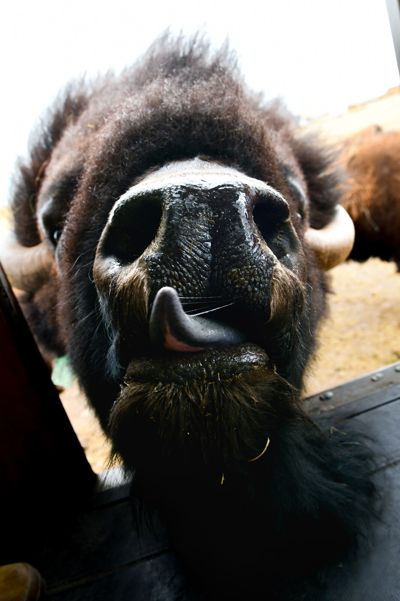 a bison sticks out its tongue.