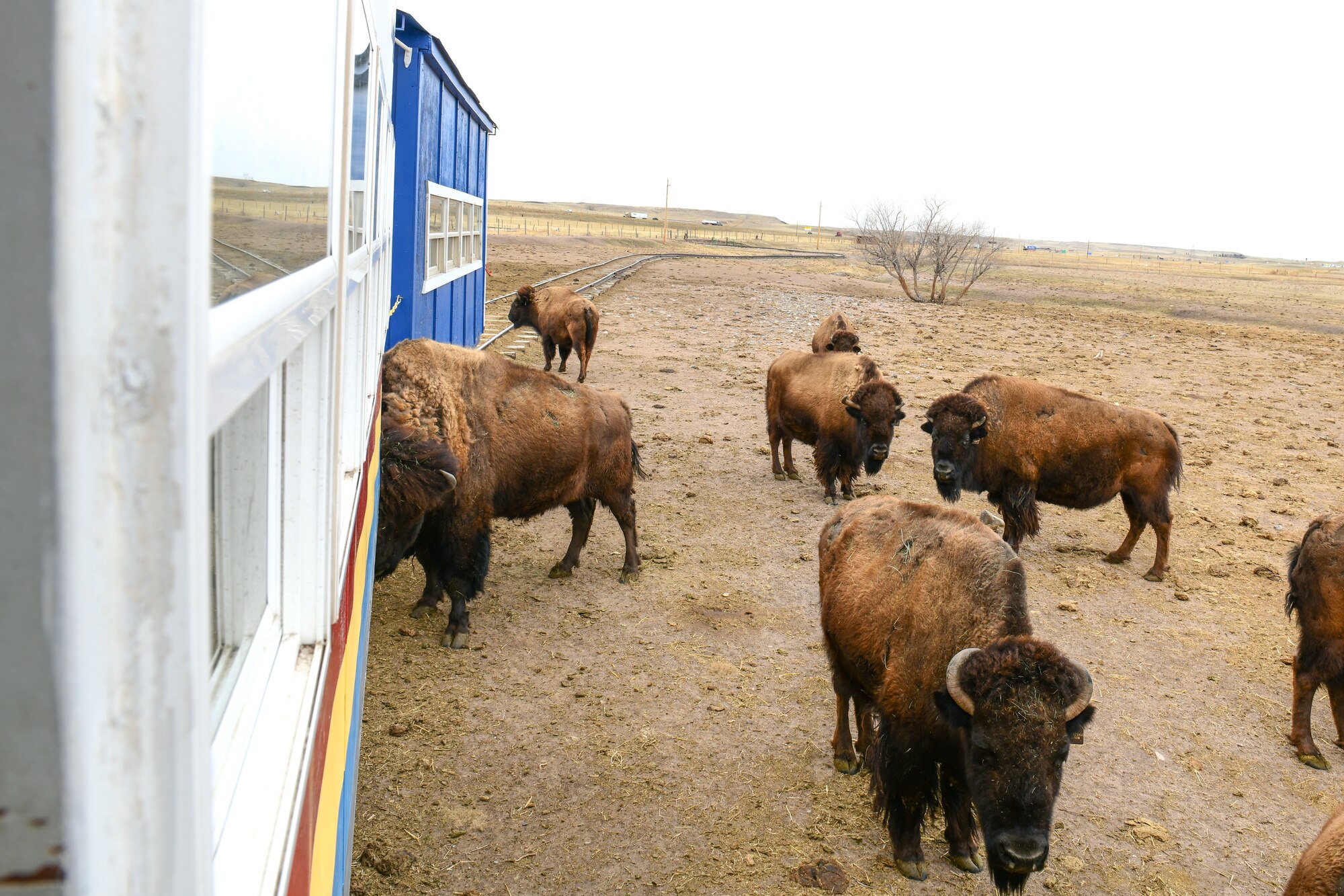 bison surround a train