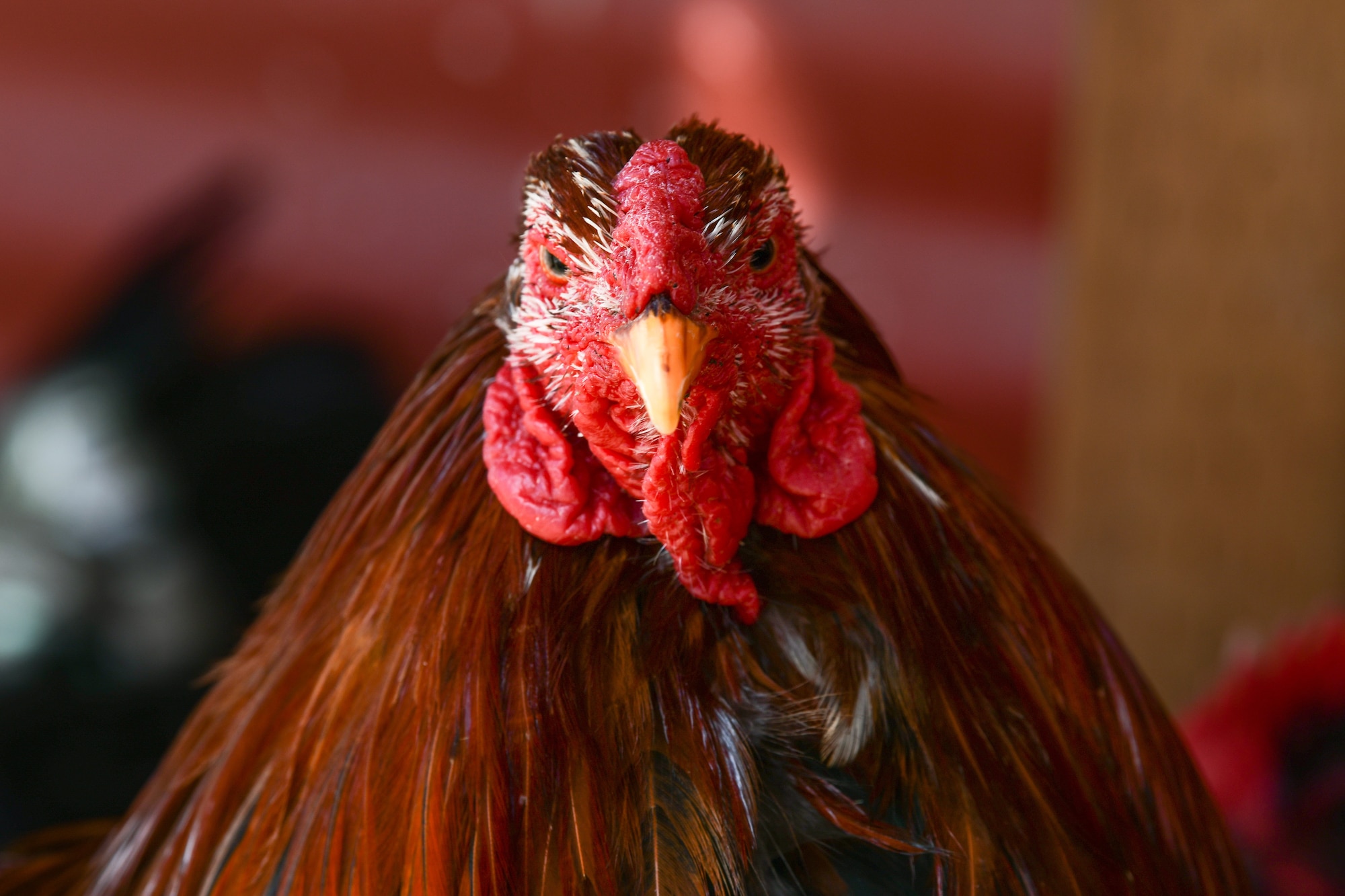 A rooster