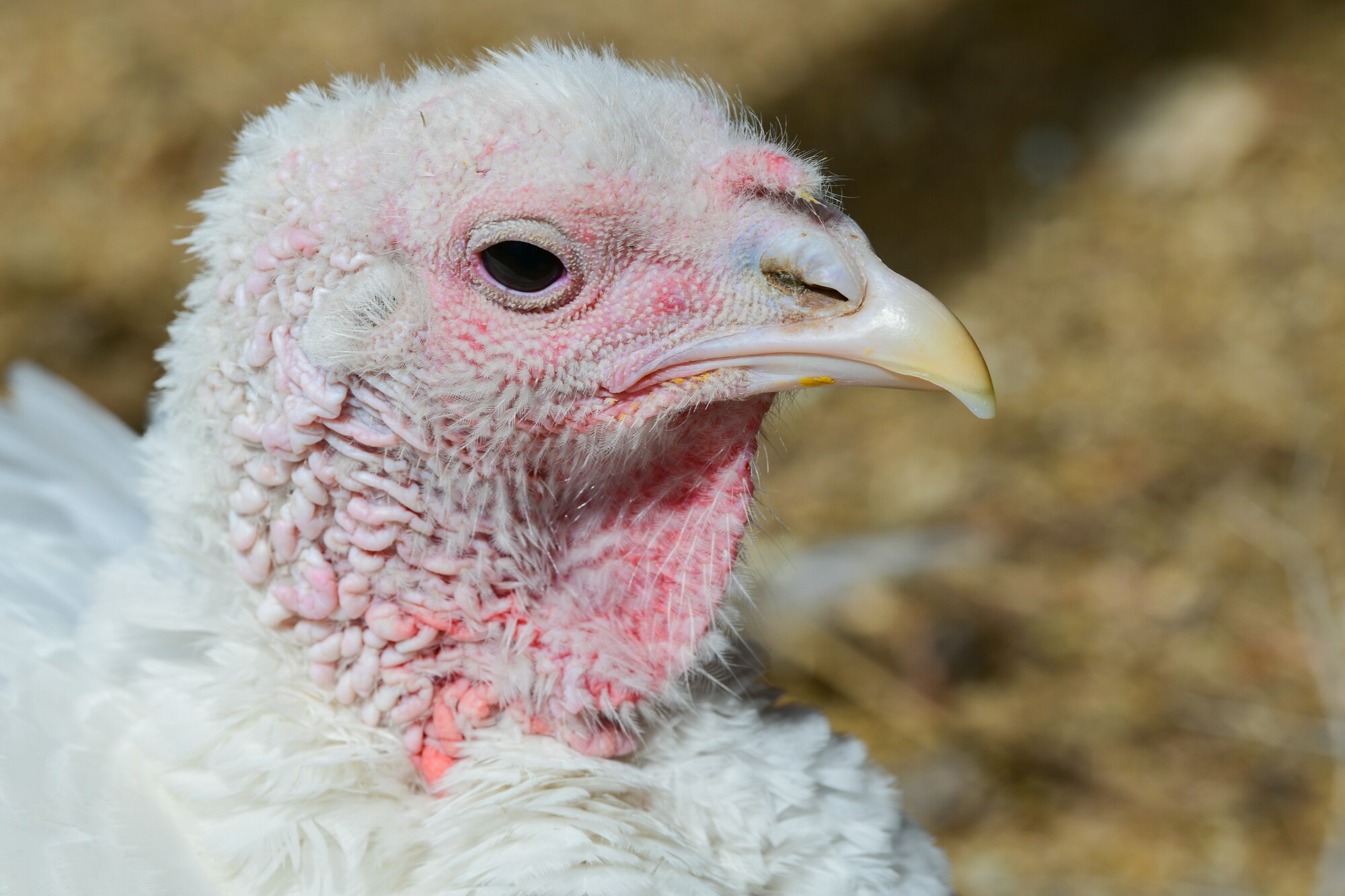 a turkey