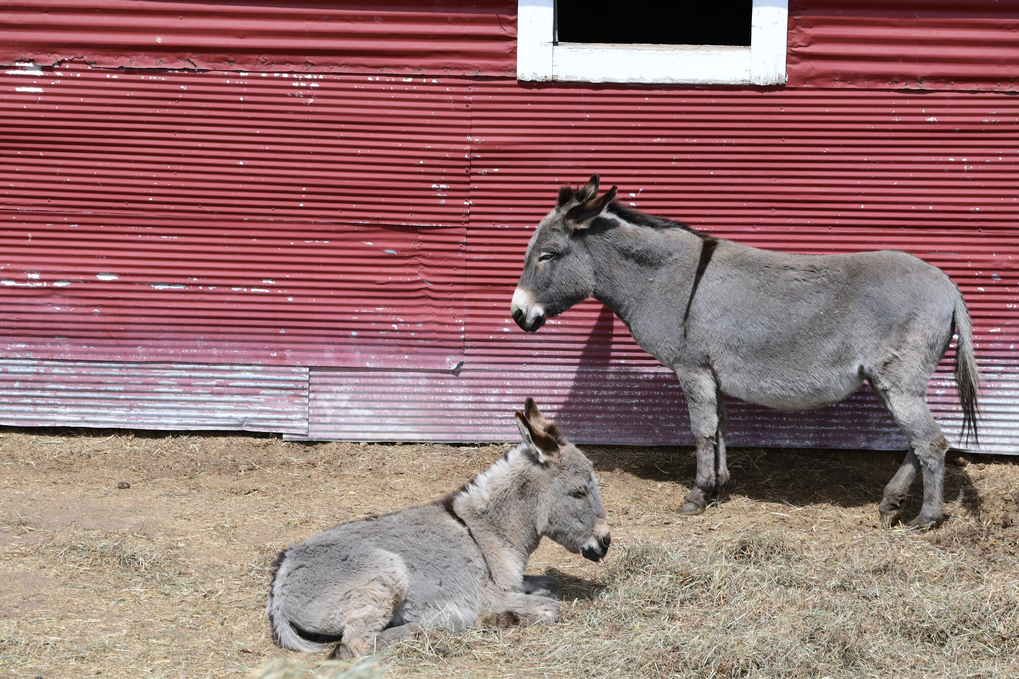 Donkeys