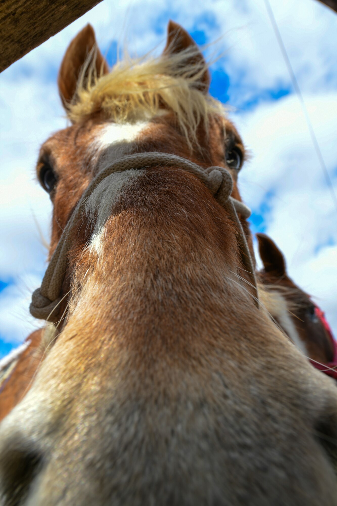 a horse