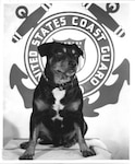Official photograph of Chief Canine Sinbad featuring the Coast Guard crest in the background. (U.S. Coast Guard)