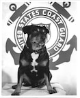 Official photograph of Chief Canine Sinbad featuring the Coast Guard crest in the background. (U.S. Coast Guard)