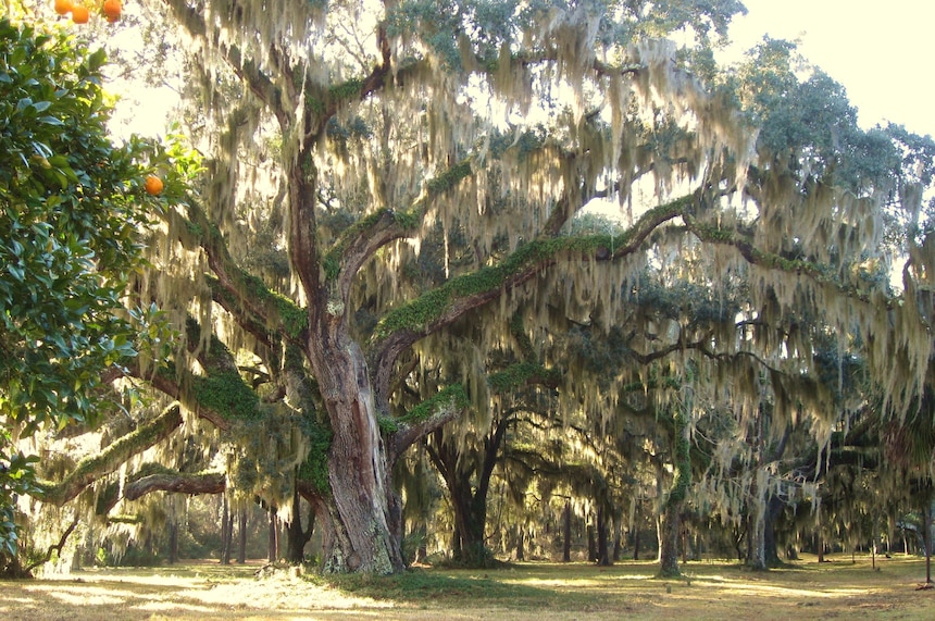 Quercus virginiana, St. Simons Island, Georgia