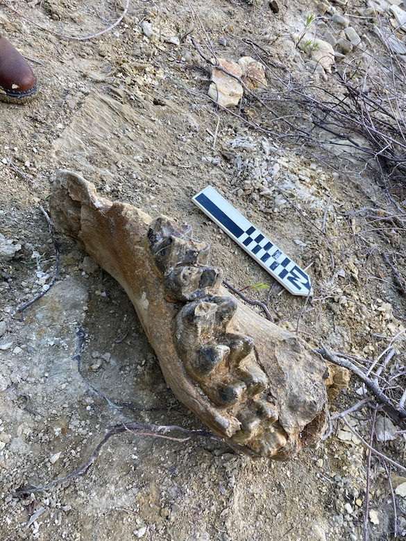A 5- to 8-million-year-old young adult mastodon jawbone discovered on April 14.