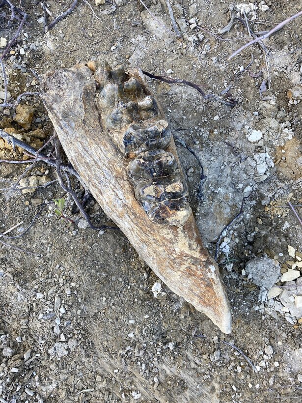 Mastodon teeth, easily identified due to the pointed tips, were used for eating spruce limbs, twigs, and pinecones.