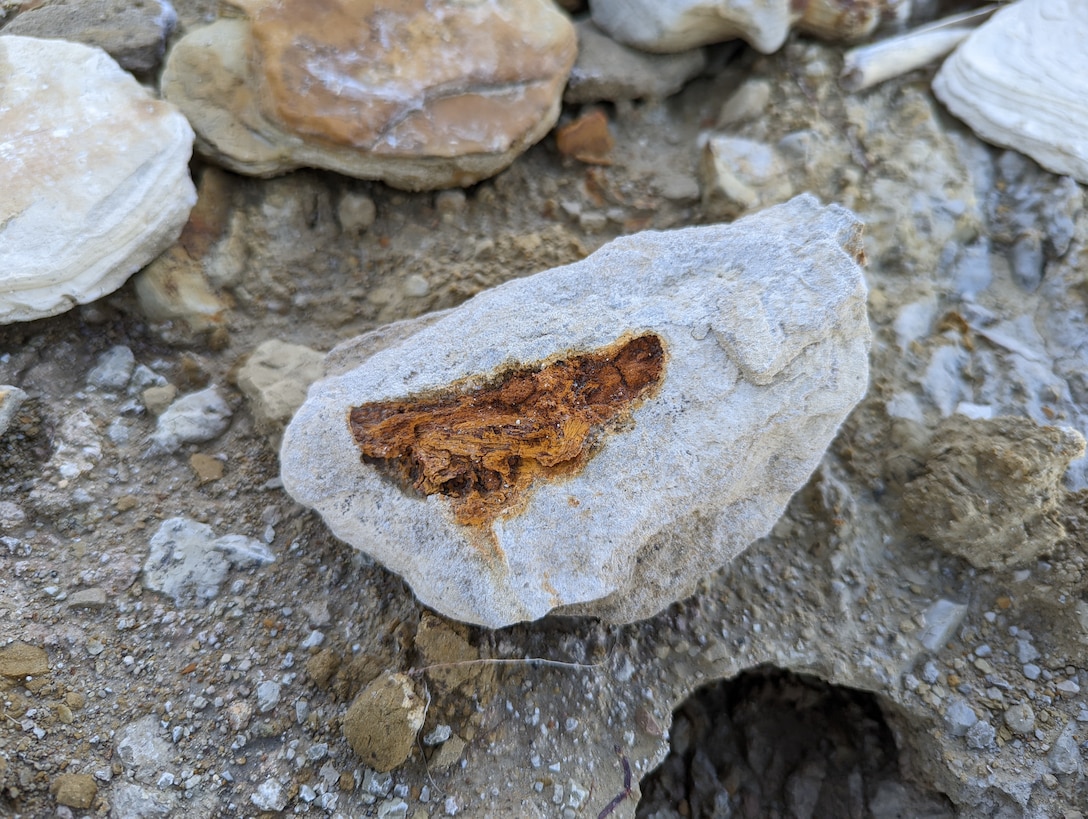 A piece of petrified wood found at the site.