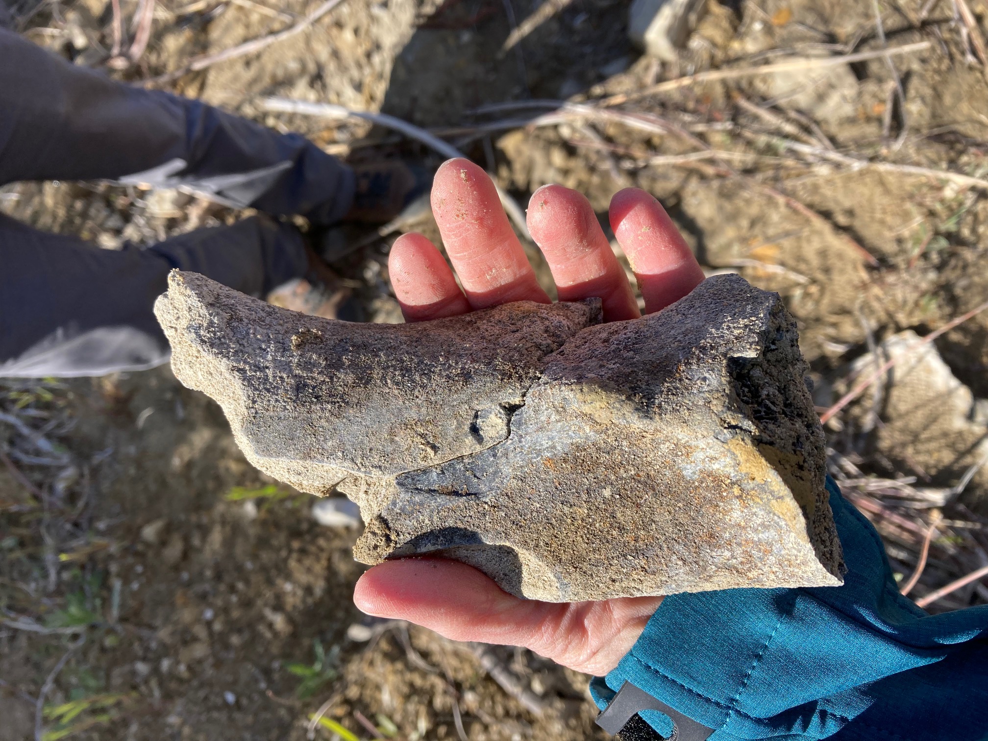 Uncovering the past: Mastodon jaw found on Corps land &gt; Walla 