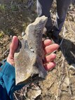 A scapula (shoulder bone) found at the site. This bone is most likely from a large mammal that lived in the area thousands of years ago.