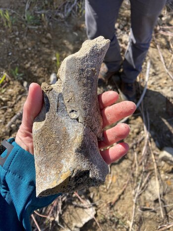 A scapula (shoulder bone) found at the site. This bone is most likely from a large mammal that lived in the area thousands of years ago.