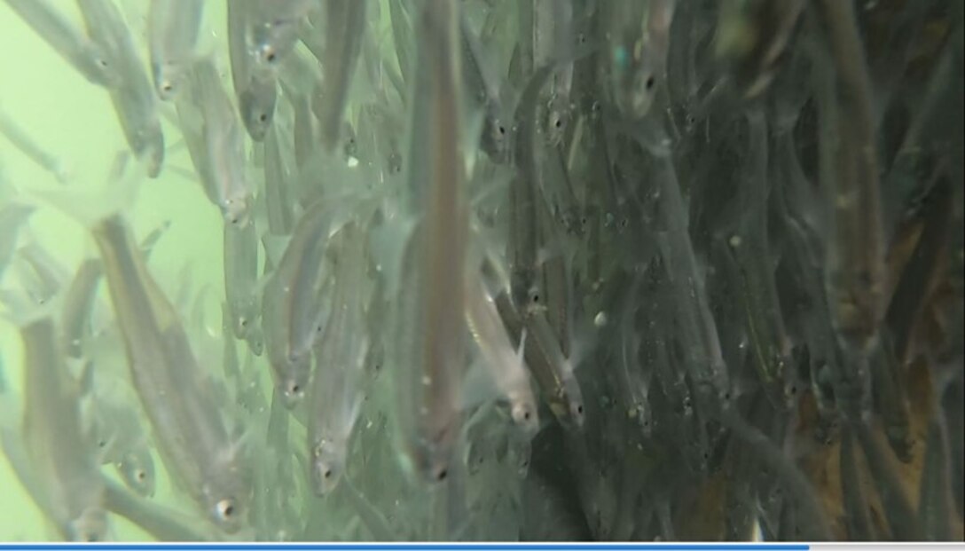 A school of Emerald Shiner swim through the water.