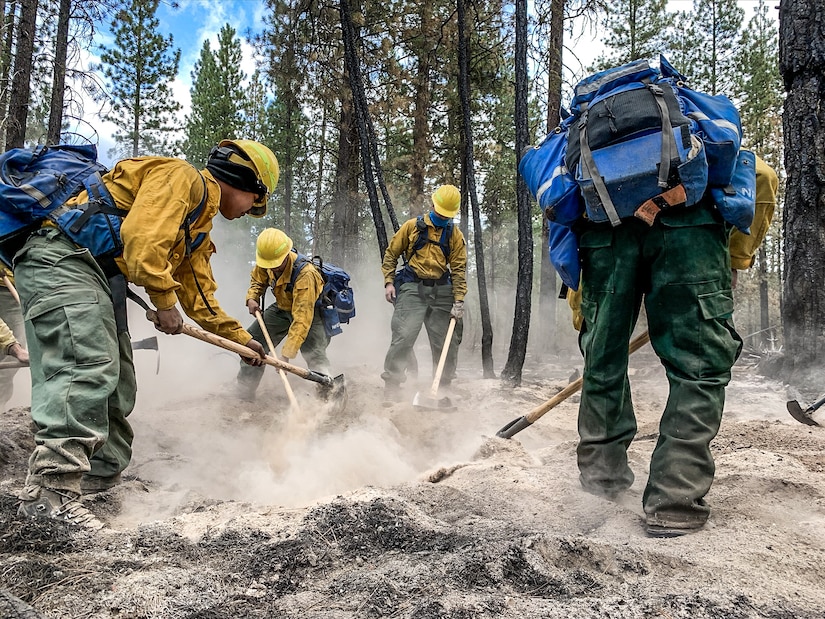 Four firemen dig in a powdery ground and kick up dust in a forest.