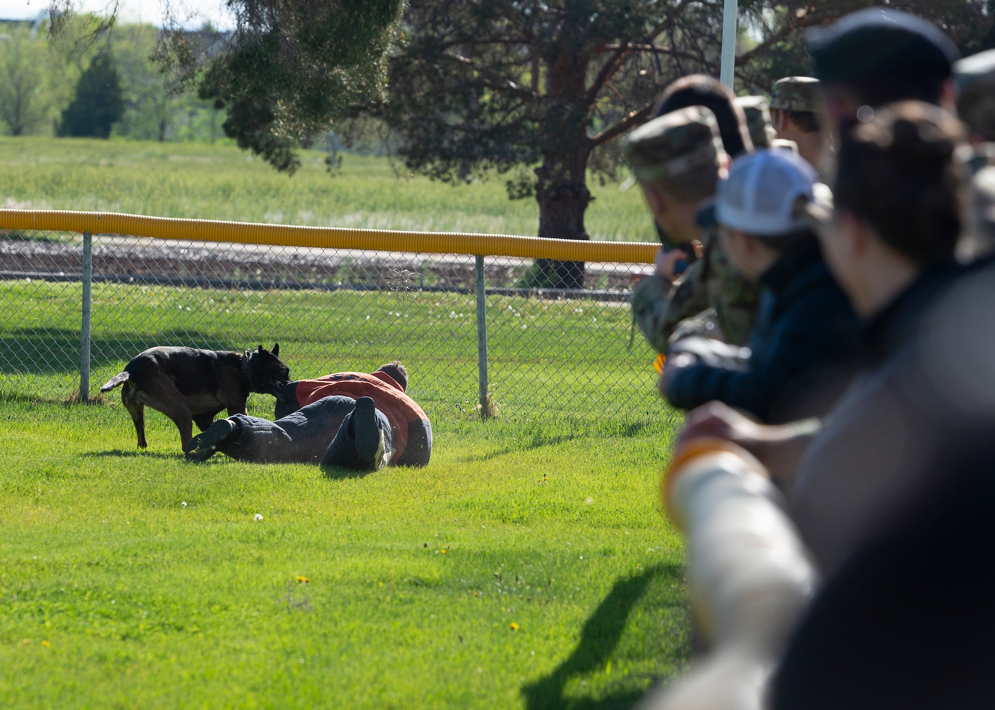 KB, a Meridian Police Department K-9, bites a decoy in a bitesuit.