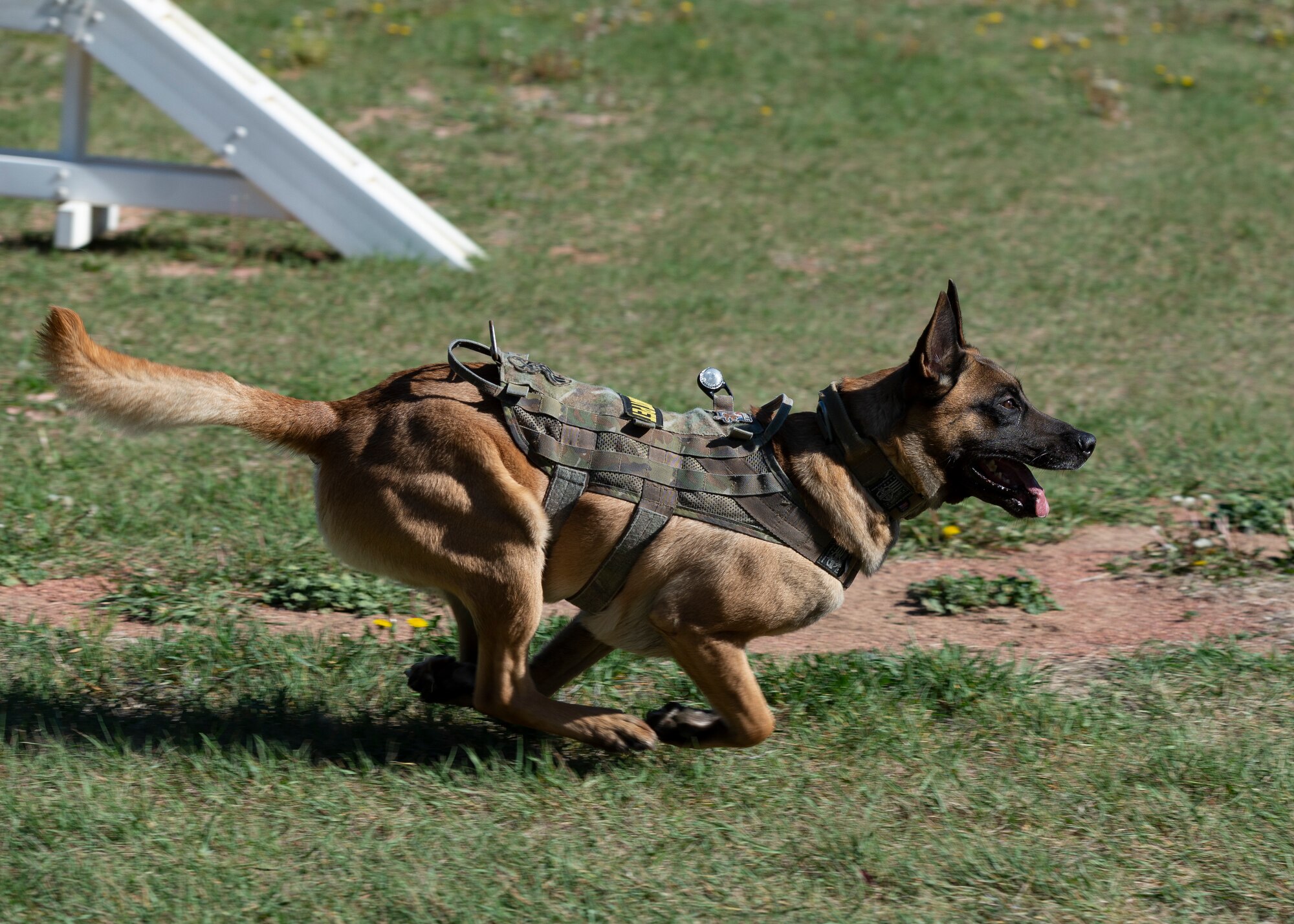 Dak, a 366th Security Forces Squadron K-9, charges a decoy during a working dog competition between the Meridian Police Department and the 366th Security Forces Squadron.