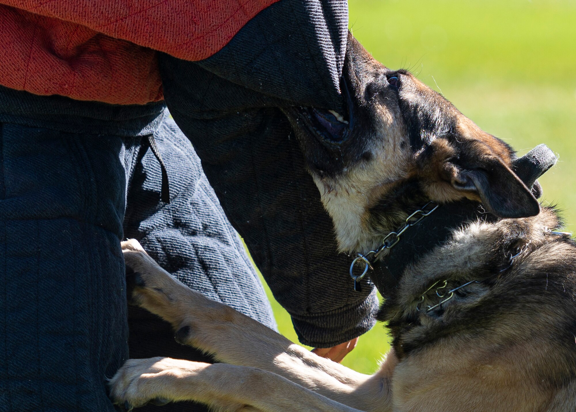 Arco, a Meridian Police Department K-9, bites a decoy in a bitesuit.