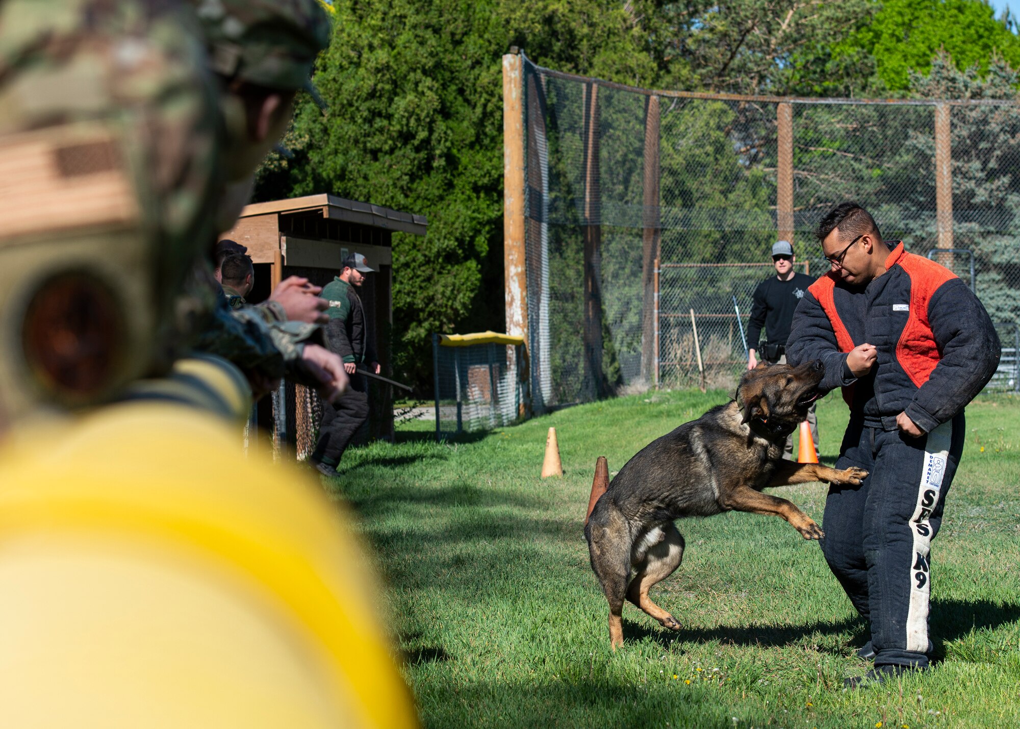 Griz, a Meridian Police Department K-9, bites a decoy in a bitesuit.