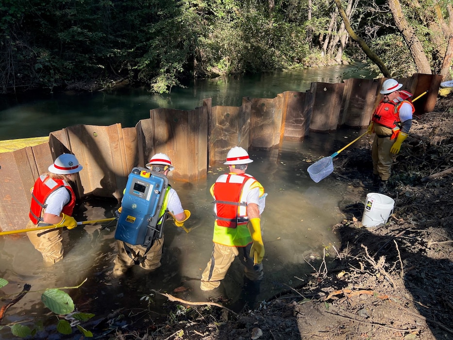 A number of people in orange safety vests and hard hats with nets rescue fish trapped in a closed off area of a creek in a wooded area.