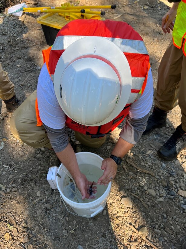 A number of people in orange safety vests and hard hats with nets rescue fish trapped in a closed off area of a creek in a wooded area.