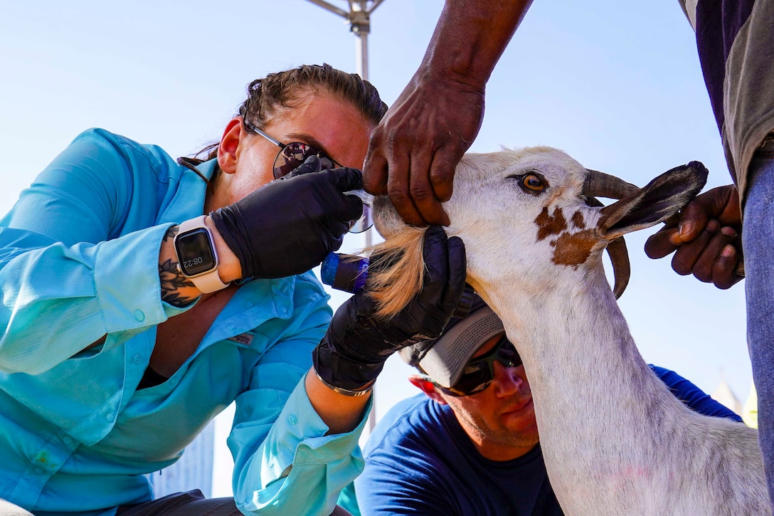 A person feeds a goat.