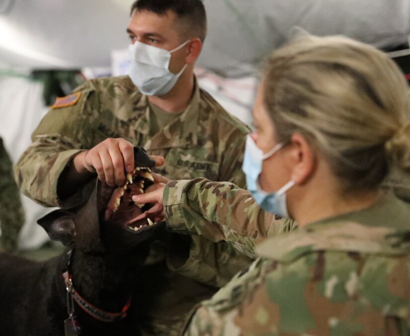 422nd Medical Detachment of Veterinary Services