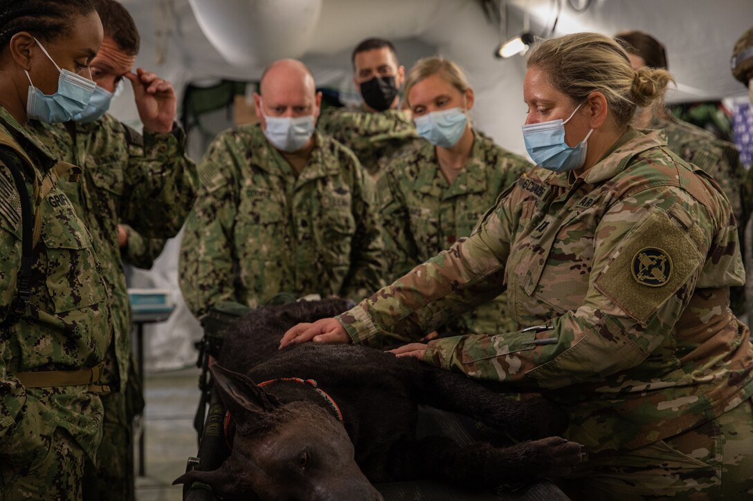 Robot Dog Prepares Medics